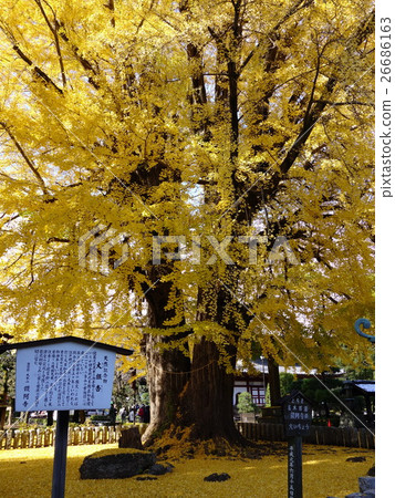 佛教寺廟秋葉 26686163