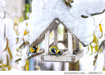 bird bird 26686213