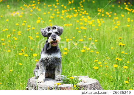 It's a flower field ♪ 26686249