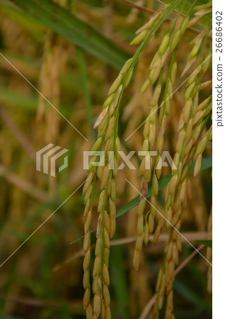 Ear of paddy in Thailand 26686402