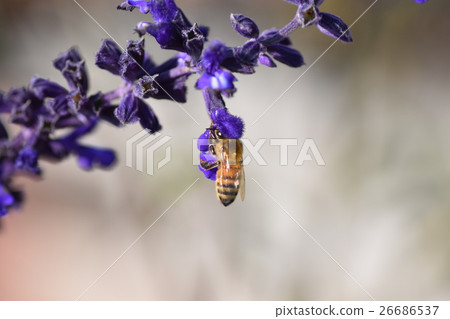Bee and herbal purple flowers Bee and herbal purple flowers 26686537