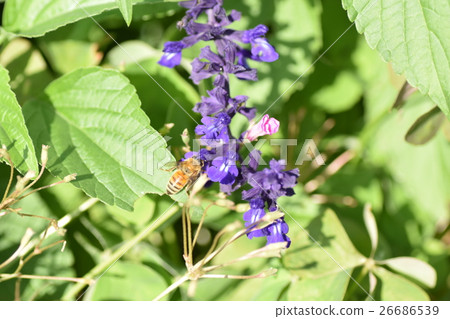Bee and herbal purple flowers Bee and herbal purple flowers 26686539