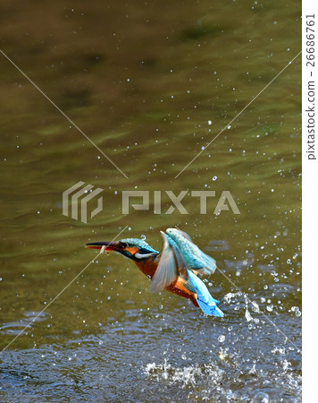 Kingfisher's predation Kingfisher's predation 26686761