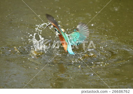 Kingfisher's predation Kingfisher's predation 26686762