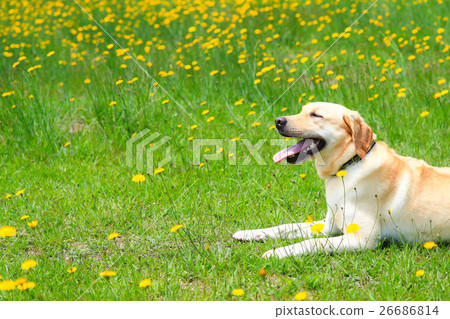 It's a flower garden! It's a flower garden! 26686814