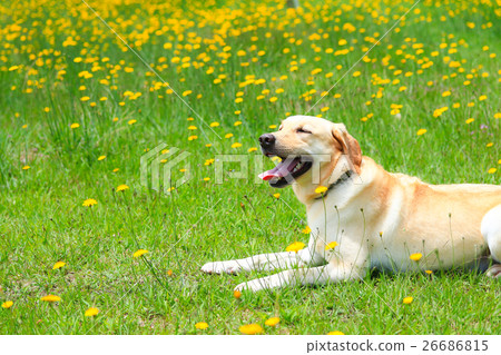 It's a flower garden! 26686815