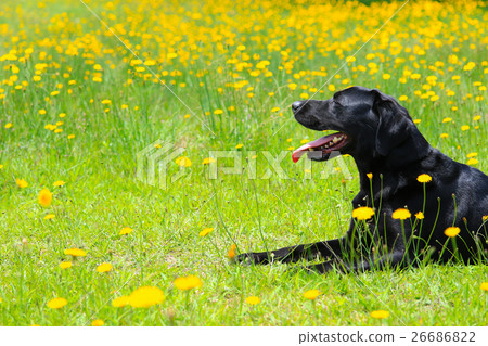 It's a flower garden! 26686822