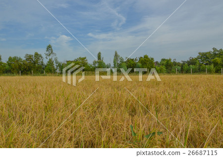 Cornfield 26687115
