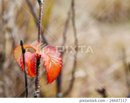 發芽閃閃發光的紅色 發芽閃閃發光的紅色 26687117