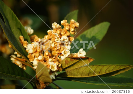 盛開的鮮花盛開 26687516