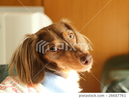 Dachshund  26687761