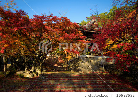 東光寺 26688655