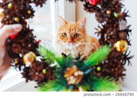 Cute ginger cat and handmade Christmas wreath 26688790