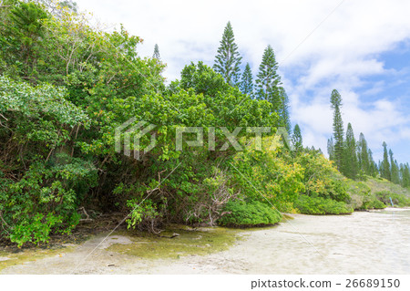 新喀裡多尼亞Ile des Pins 新喀裡多尼亞Ile des Pins 26689150