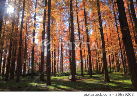 Autumn leaves of Mizumoto Park Metasequoia 26689208