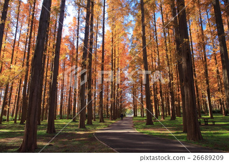 Autumn leaves of Mizumoto Park Metasequoia 26689209