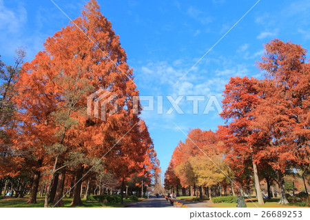 Mizumoto公園秋葉 26689253