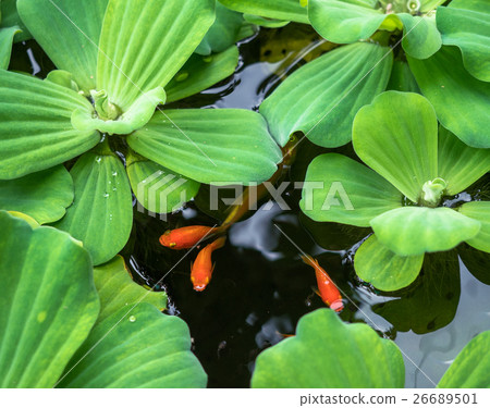 Pistia stratiotes L.and golden fish in the water. Pistia stratiotes L.and golden fish in the water. 26689501