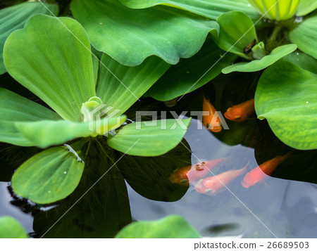 Pistia stratiotes L.and golden fish in the water. Pistia stratiotes L.and golden fish in the water. 26689503