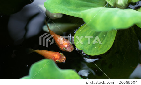 Pistia stratiotes L.and golden fish in the water. Pistia stratiotes L.and golden fish in the water. 26689504