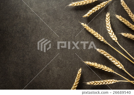 ears of wheat on black background ears of wheat on black background 26689540