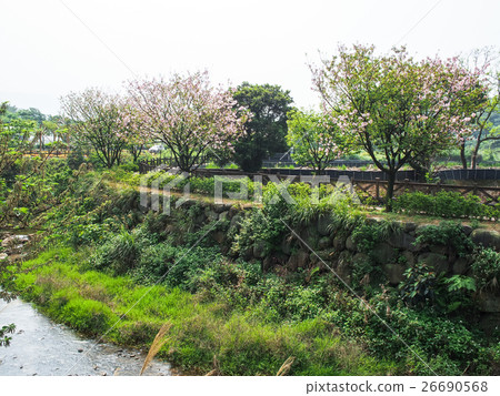 Cherry blossom trail Cherry blossom trail 26690568