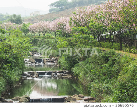 櫻花步道 櫻花步道 26690576