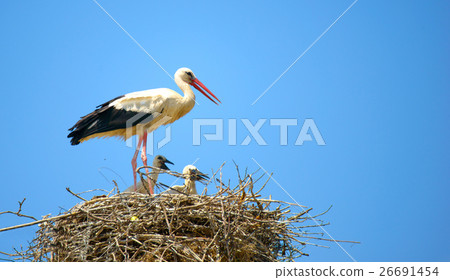 White stork with their young on the nest 26691454