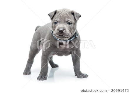 Thai ridgeback puppy isolated on white 26691473