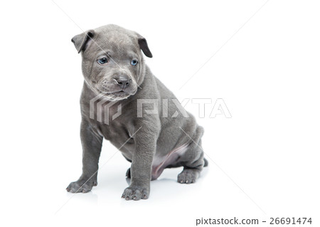 Thai ridgeback puppy isolated on white 26691474