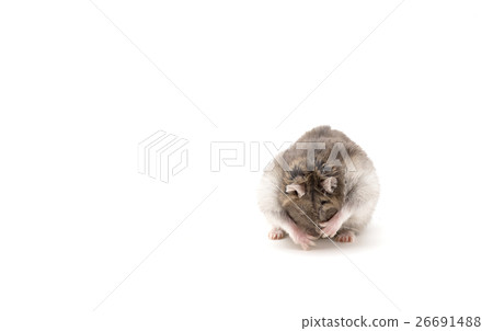 Funny hamster on white isolated background 26691488