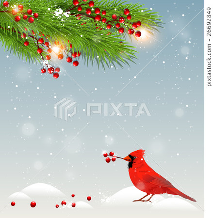 Green fir branches and cardinal bird Green fir branches and cardinal bird 26692849