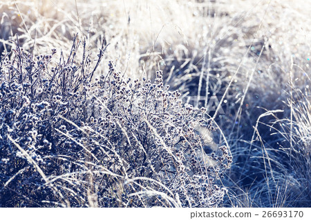 Frozen grass 26693170