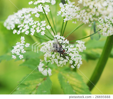 Blow fly sitting on a flower Blow fly sitting on a flower 26693888