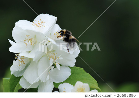 bumblebee collects nectar from white flowers bumblebee collects nectar from white flowers 26693890