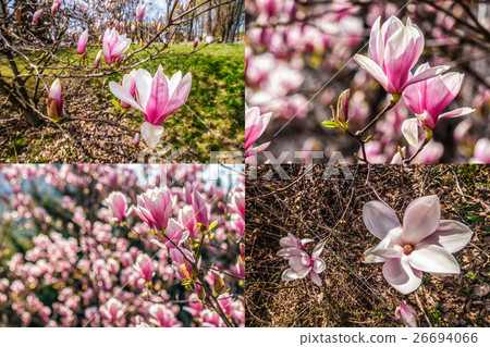 image set of magnolia flower on blurry background image set of magnolia flower on blurry background 26694066
