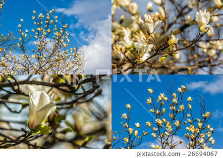 image set of magnolia flower on blurry background image set of magnolia flower on blurry background 26694067
