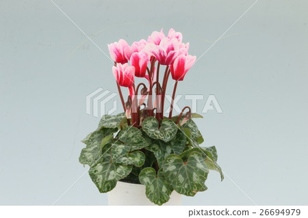 Cyclamen 26694979