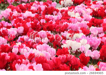 Cyclamen Cyclamen 26694985