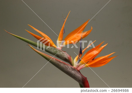 Strelitia Strelitia 26694986