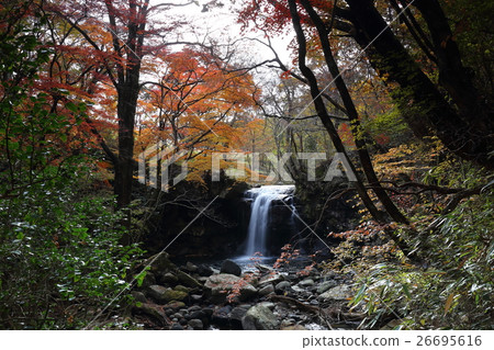 Autumn leaves in Mazeno Valley (Oguni Town, Kumamoto Prefecture) 26695616