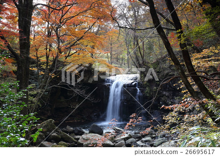 Autumn leaves in Mazeno Valley (Minamioguni Town, Kumamoto Prefecture) 26695617