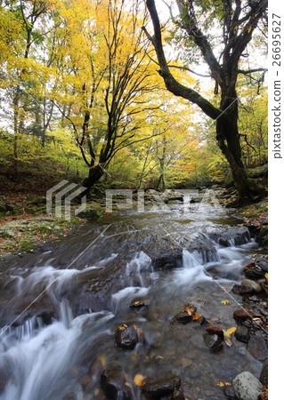 間野溪谷的紅葉（熊本縣南小國町） 26695627