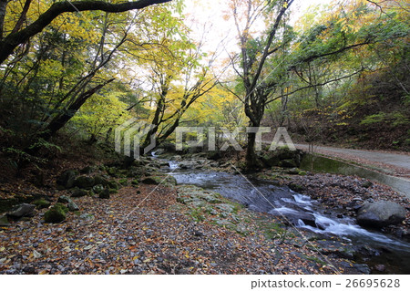 馬澤野谷的紅葉（熊本縣小國町） 26695628