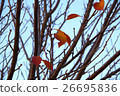 Autumn leaves, autumn, season, feel the four seasons, landscape 26695836