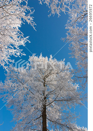 Birch trees with hoarfrost against the blue sky. 26695972