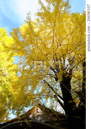 Great Ginkgo 26696107
