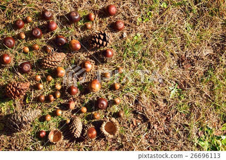 Matsuruguri Acorn Matsuruguri Acorn 26696113