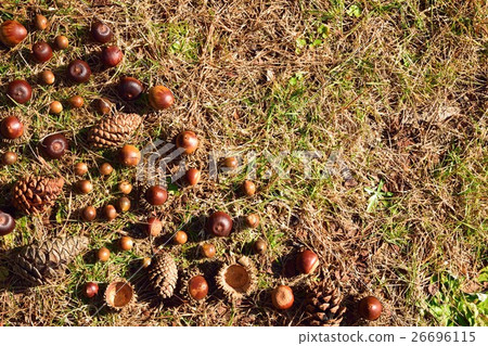 Matsuruguri Acorn Matsuruguri Acorn 26696115