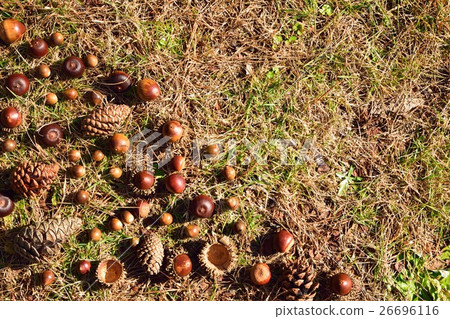 Matsuruguri Acorn 26696116